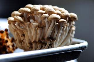 Be a fun-guy with your mushrooms