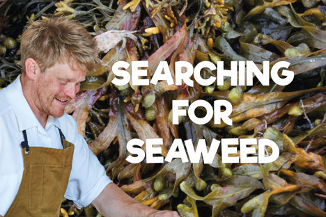 Sam Buckley: on seaweed
