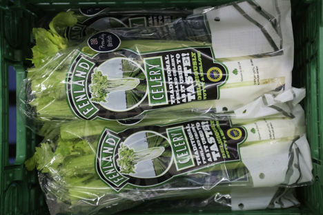 Super stalks: British Fenland Celery PGI