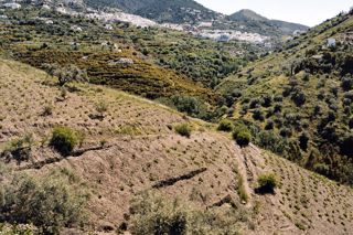The wine regions of Spain: Málaga