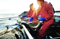 A prize catch: what makes Alaskan seafood great