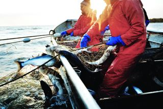 A prize catch: what makes Alaskan seafood great