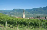 The wines of South Tyrol