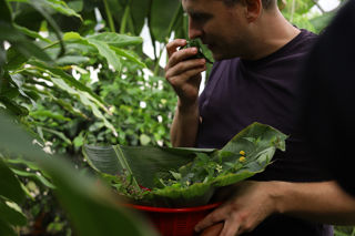 Luke Farrell talks Southeast Asian herbs