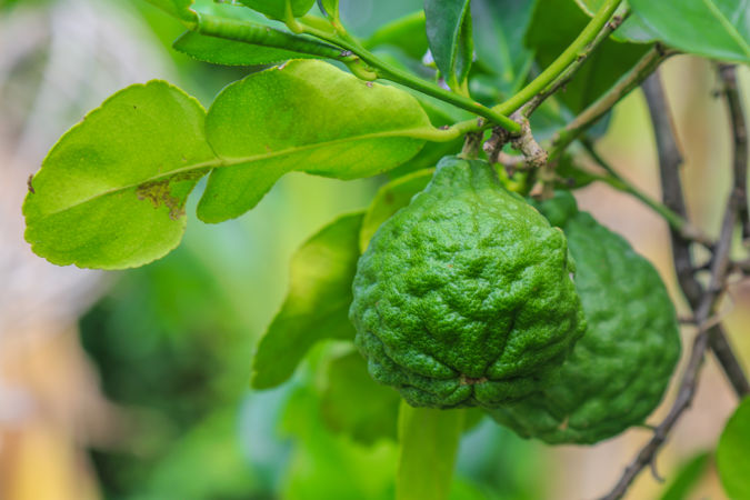 Bergamot: the sweet scent of Calabria - Great Italian Chefs
