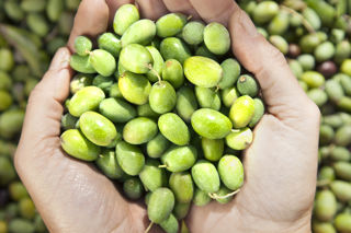 Olive oil explained: how to find the right bottle for you