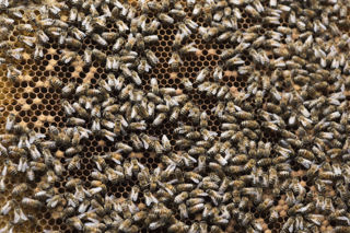 Hiver - Bees and Beers