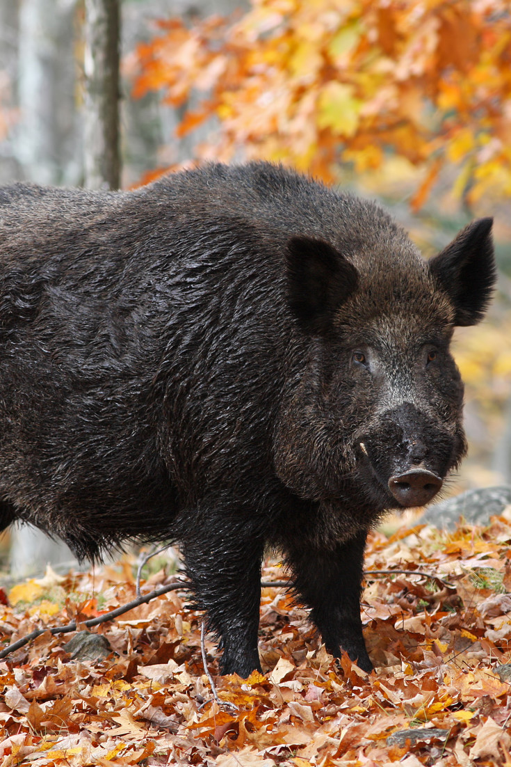 Umbrian Game - Great Italian Chefs