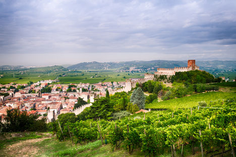 The wines of Veneto
