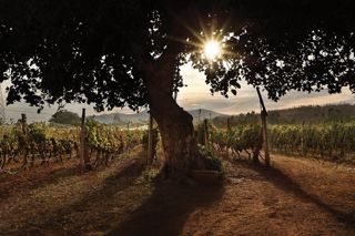The world of Indian wine