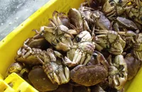 A day at Whitby Crab Company