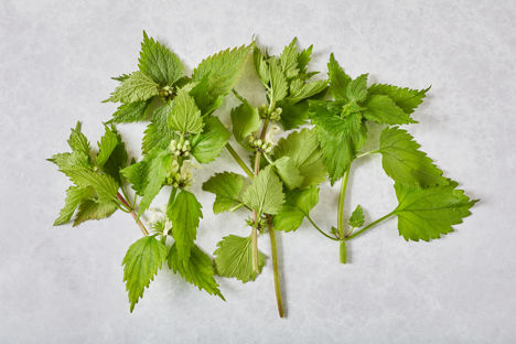 How to cook nettles