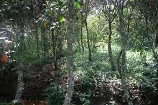 Branching out: the story of Fever-Tree