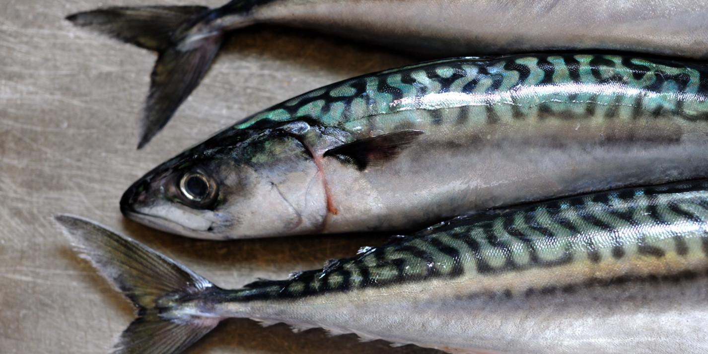 Mackerel Recipes BBQ Mackerel, Pâté, Rillettes Great British Chefs