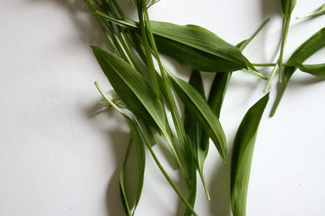 Wild garlic leaves