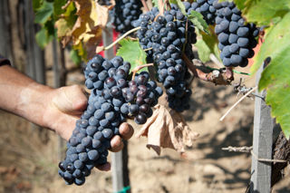 A guide to Italian wine classifications