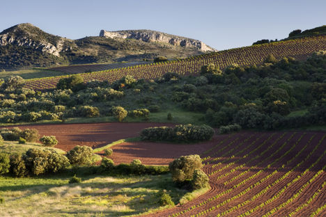 The wine regions of Spain: Campo de Borja