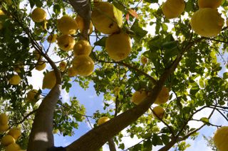 The Todolí Citrus Foundation is near Valencia