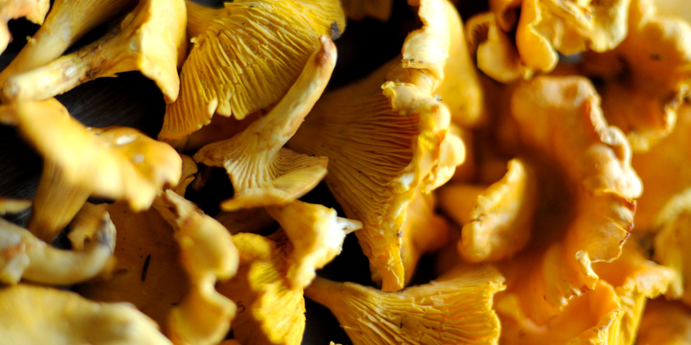 Digging the dirt: discovering wild mushrooms in the New Forest