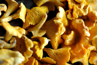 Digging the dirt: discovering wild mushrooms in the New Forest