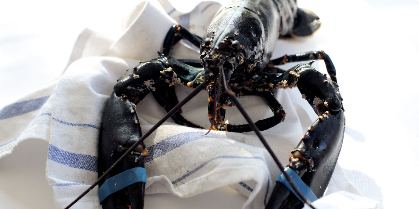 Lobster recipes