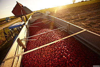 Cirio: Italy’s most loved tomatoes