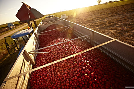 Cirio: Italy’s most loved tomatoes