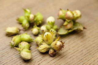 Ingredient focus - cobnuts