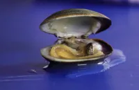 How to open a clam