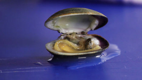 How to open a clam