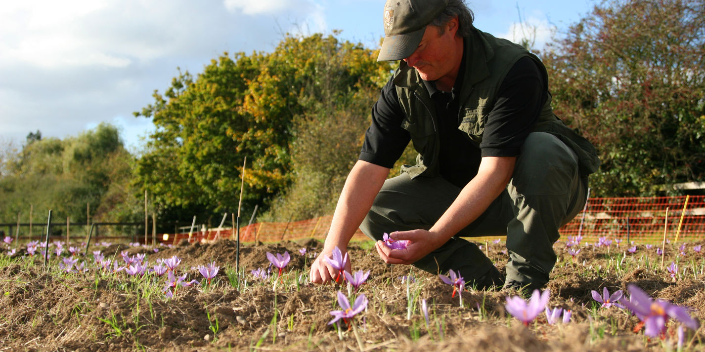 The producers leading the UK saffron revival Great British Chefs