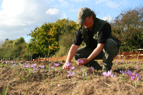 The growers leading the UK saffron revival 
