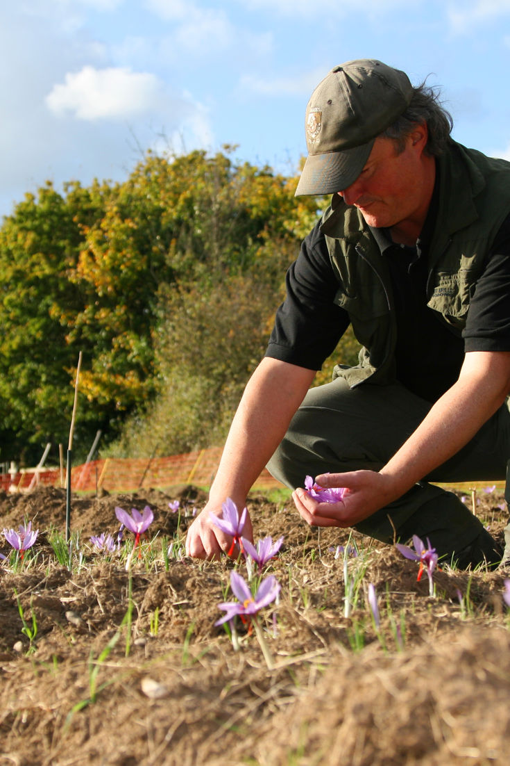 The producers leading the UK saffron revival Great British Chefs