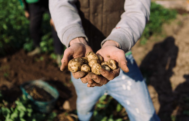 The Jersey Royals Harvest - Great British Chefs