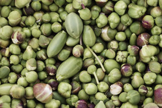 In pictures: Pantelleria – the island of capers