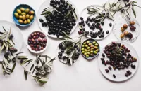 Oil of life: a look at Spain’s world-class olives and olive oils