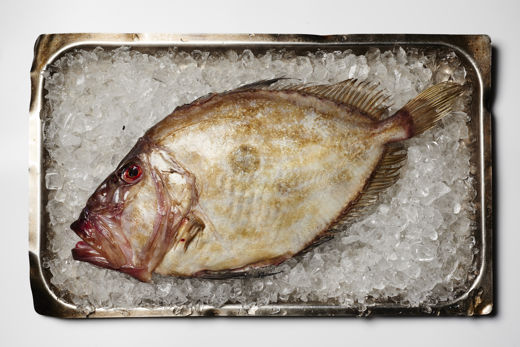 Buy Fish Filleting Board Online In India -  India