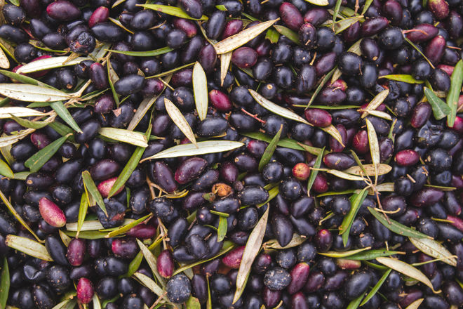 Spanish Olives 12 of the Best Varieties