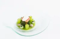 Salmon cannelloni, compressed cucumber, oyster ceviche and oyster mayonnaise