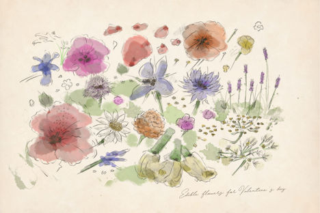 An illustrated guide to edible flowers