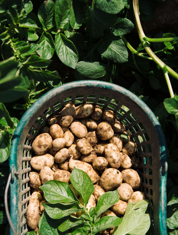 How to Grow and Cook Potatoes - Jersey Royals 