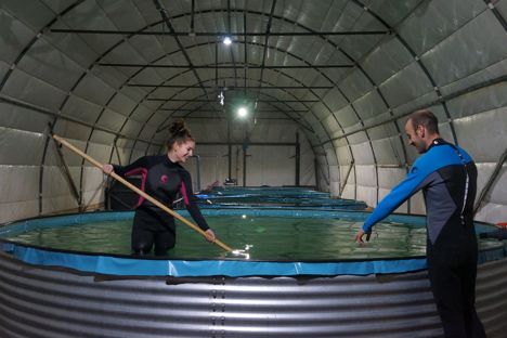 Retire the fish: inside the world’s first no-kill caviar farm