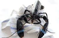 How to cook lobster sous vide