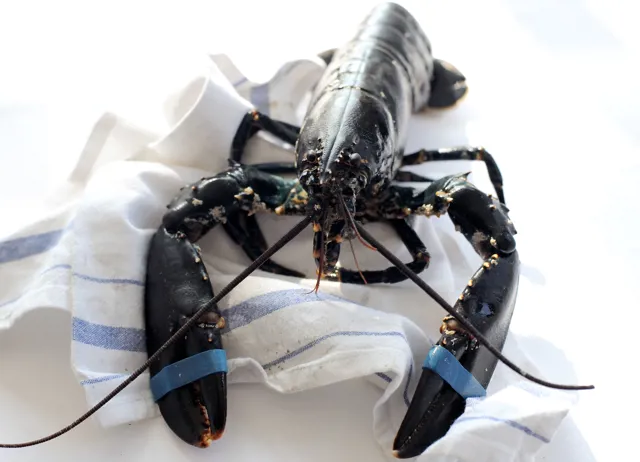 How to cook lobster sous vide