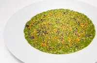 Nettle risotto, goat's cheese, pollen and lavender