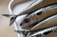 How to cook mackerel
