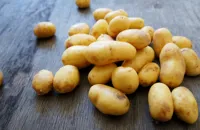 Pembrokeshire Early potatoes