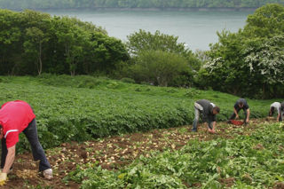 Harvesting Pembrokeshire Early Potatoes