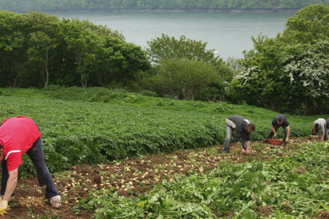 Harvesting Pembrokeshire Early Potatoes