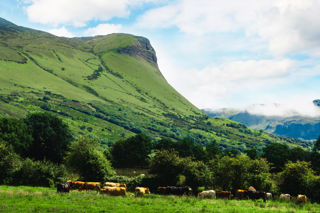 Ireland’s world-class produce: the ingredients sought out by top chefs